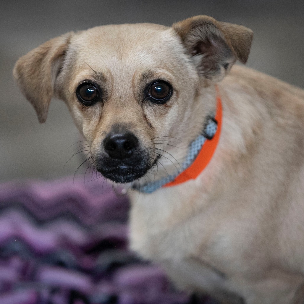 TANNER (AG26-212) - Chihuahua / Mix available for adoption