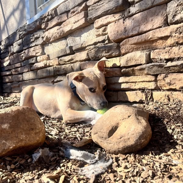 Pippa 01-1426, photo 5