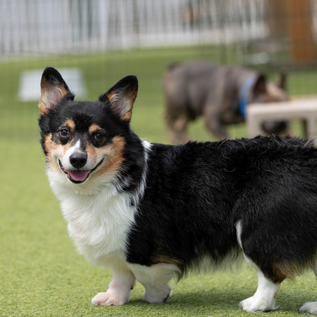 CHARLIE CHAPLIN (AG26-208) - Corgi / Pembroke Welsh available for adoption