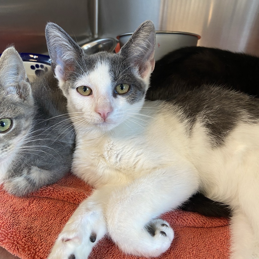 EDWARD - Domestic Shorthair available for adoption