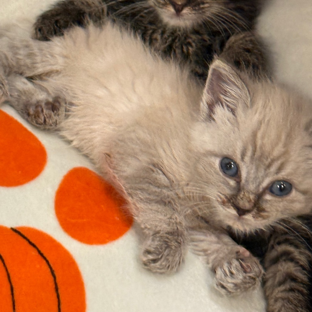 CLOUD & STORM (AVAILABLE 8/4) - Domestic Medium Hair / Siamese available for adoption