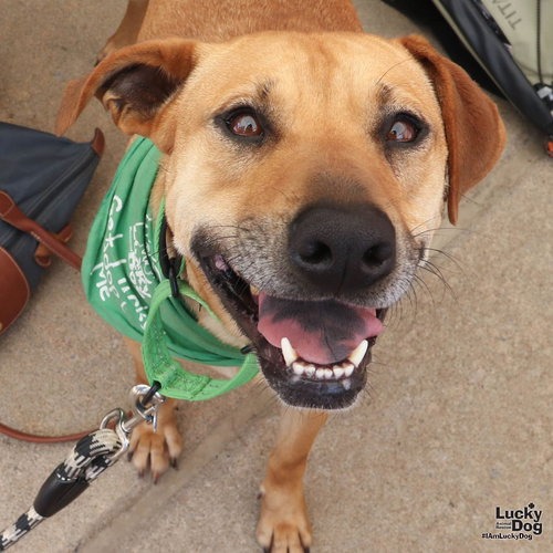 MYRTLE - Retriever, Labrador / Mix available for adoption