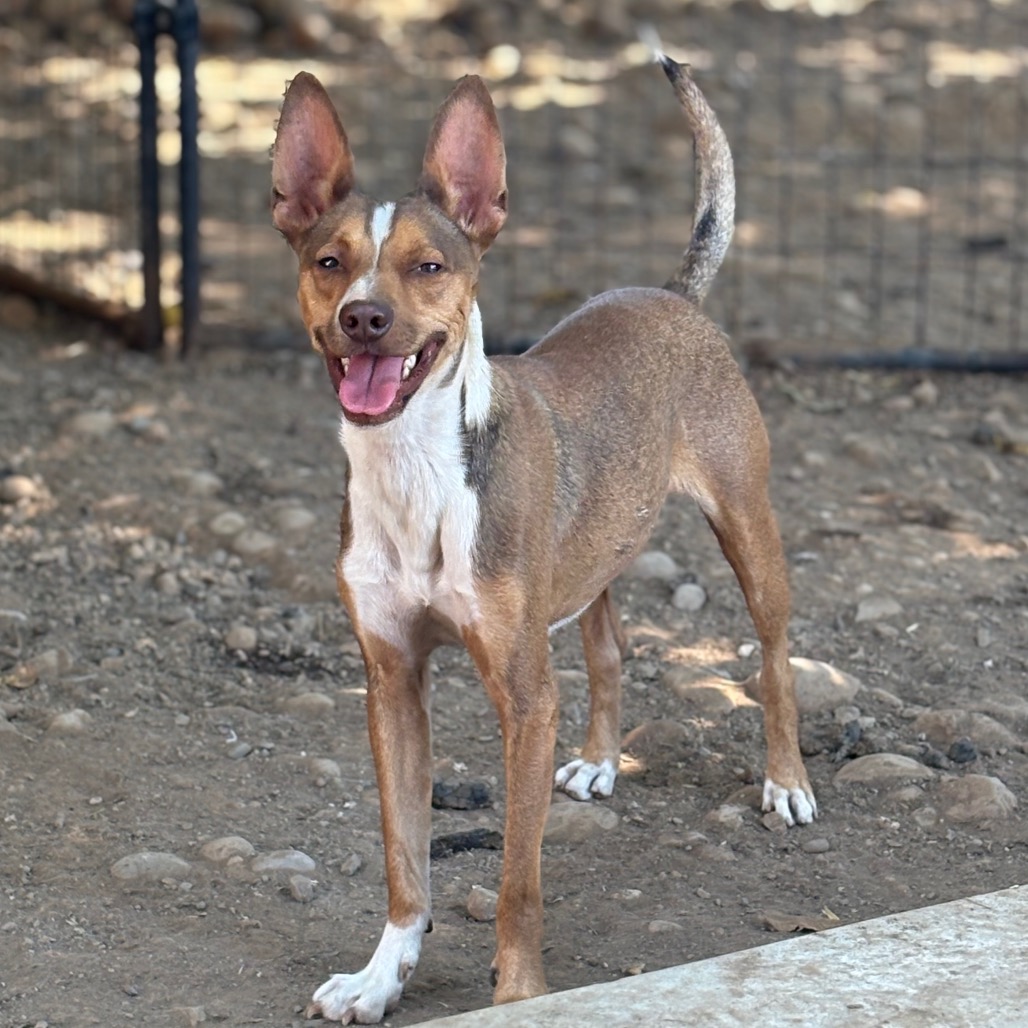 GIBLET — thumbnail 5