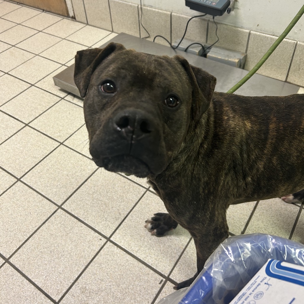 Smackers — thumbnail 2