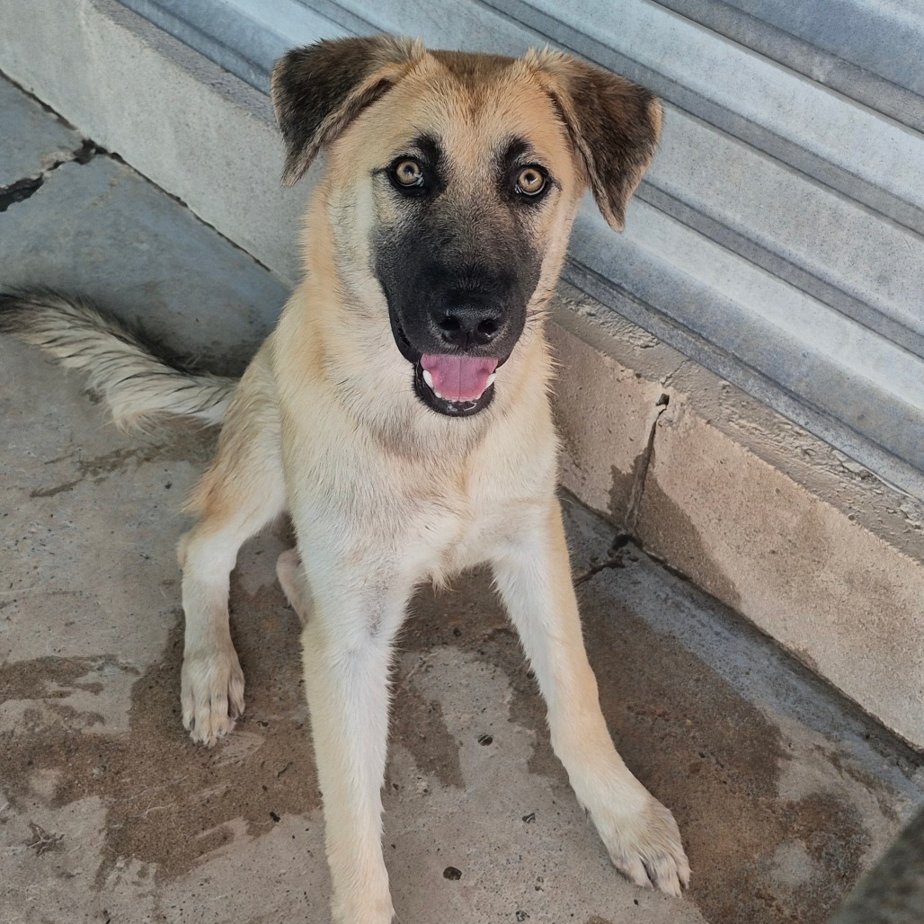 INOSUKE - Shepherd available for adoption