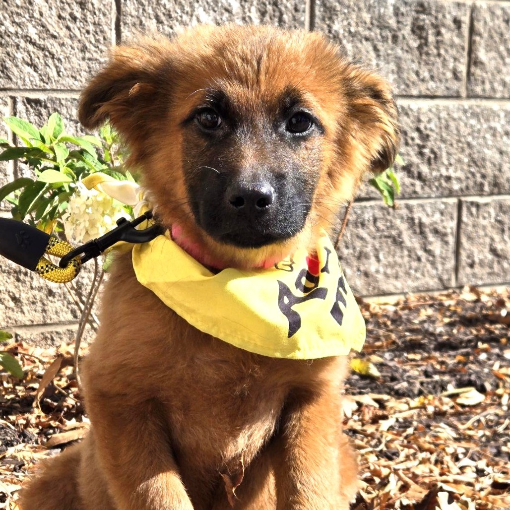 ELPHABA - Shepherd, German / Mix available for adoption