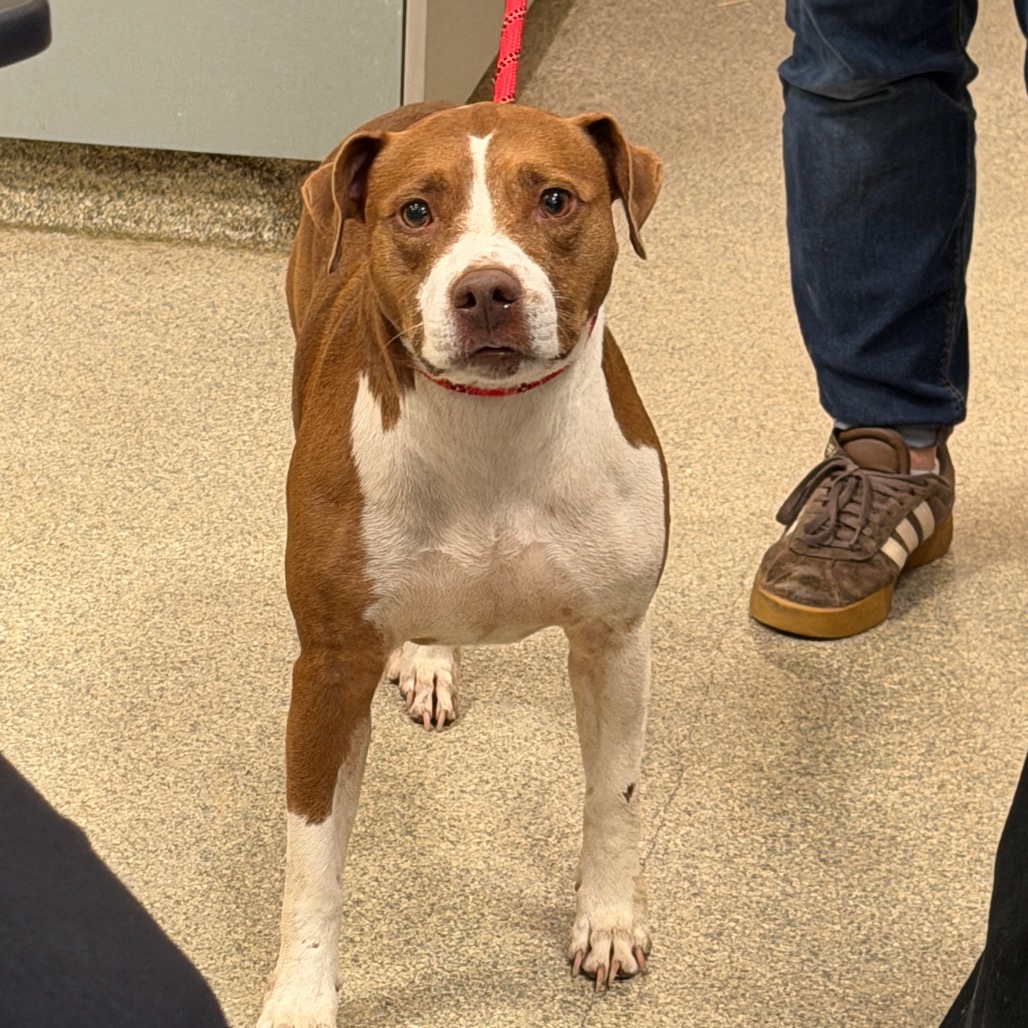DAISY - Mixed Breed (Medium) available for adoption