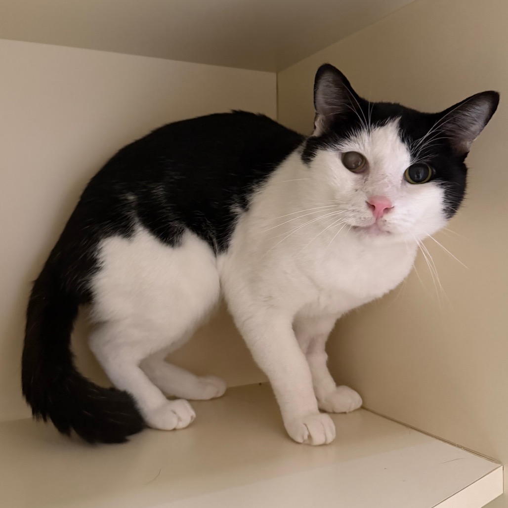 MARK - Domestic Shorthair available for adoption