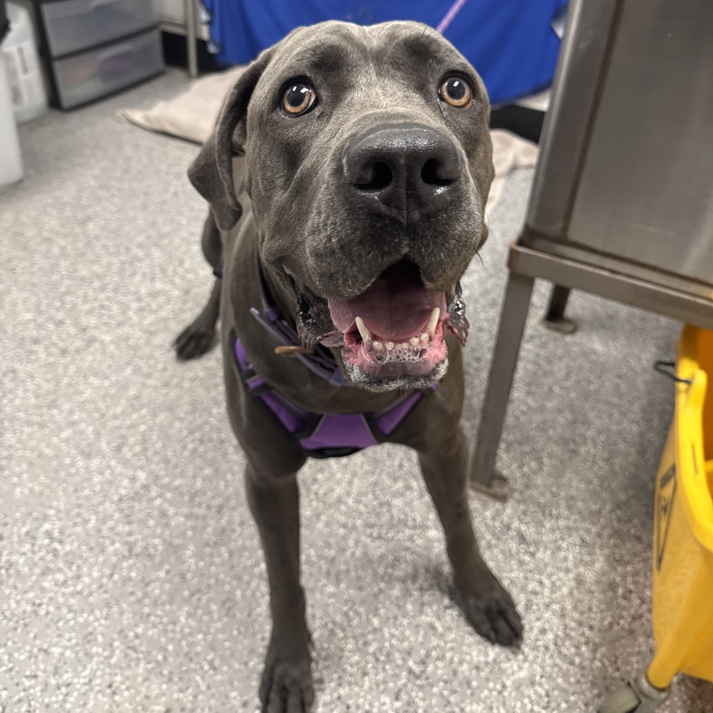 GIA - Great Dane / Mastiff, Cane Corso available for adoption