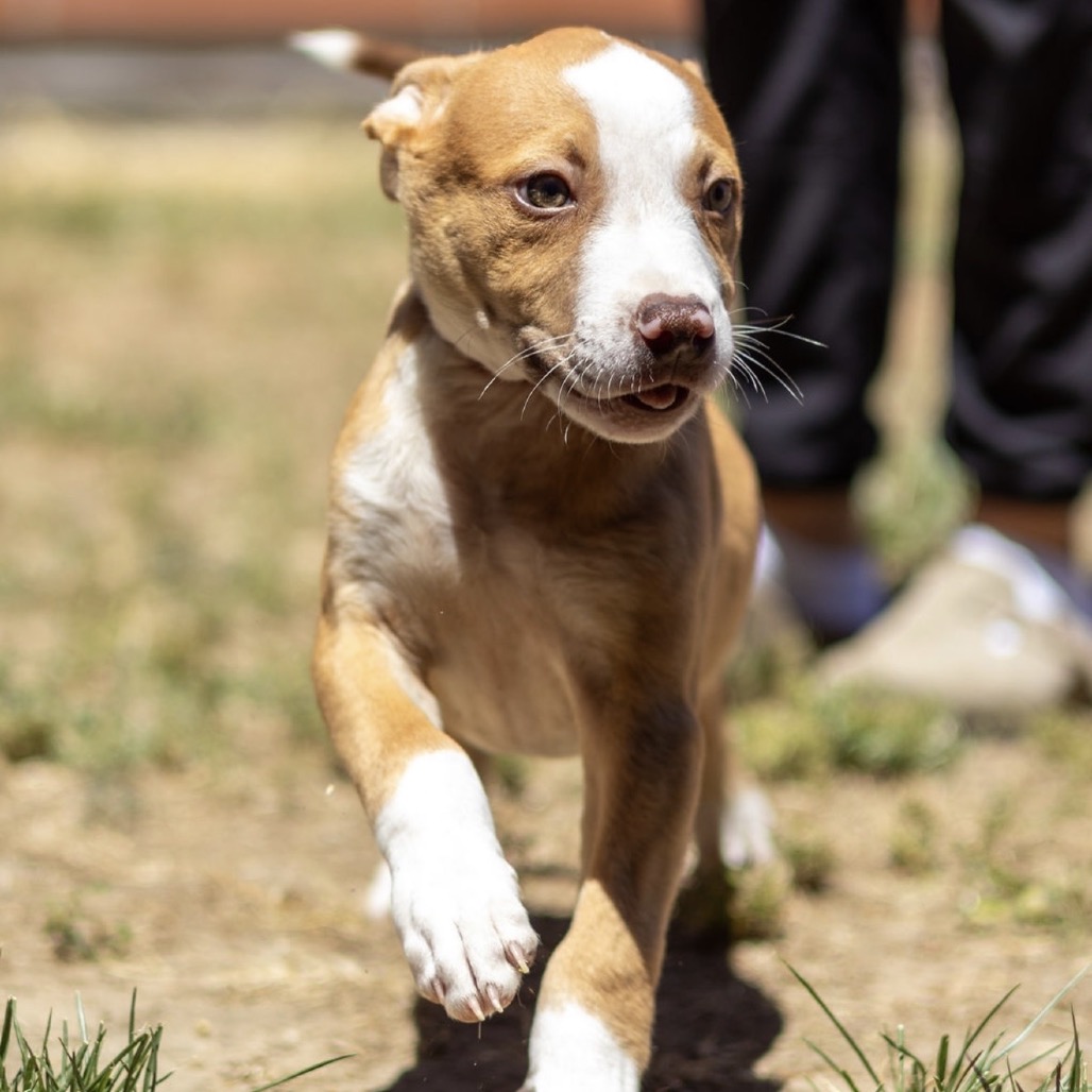 Kennel#28A " Snickerdoodle""'s preview photo