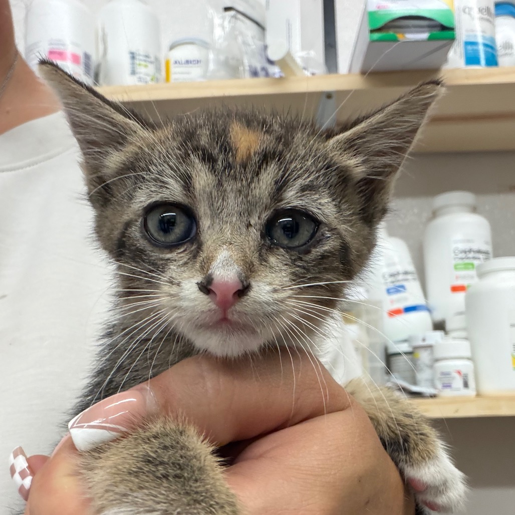 Dottie, an adoptable cat at SPCA-BC