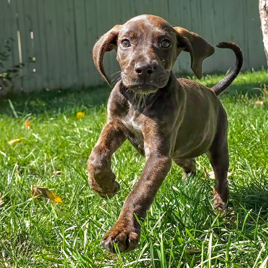 Rebecca Pup - Bianca, photo 5