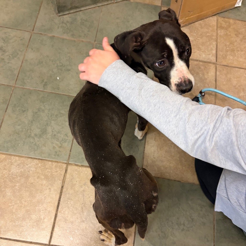 Oreo — thumbnail 4