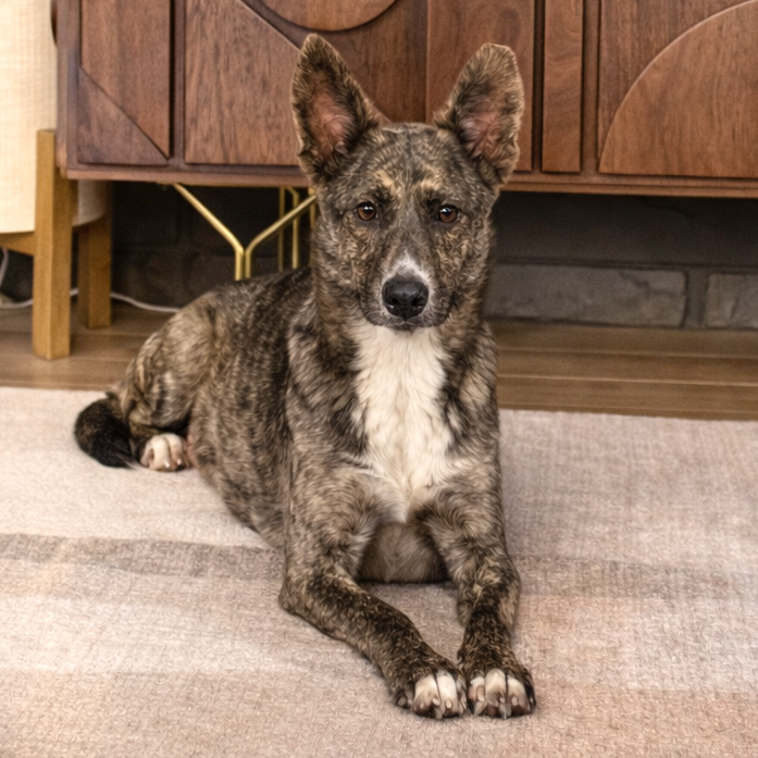 Oolong Tea — thumbnail 7