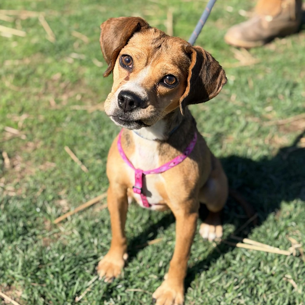 Queenie Stray Hold 3/14