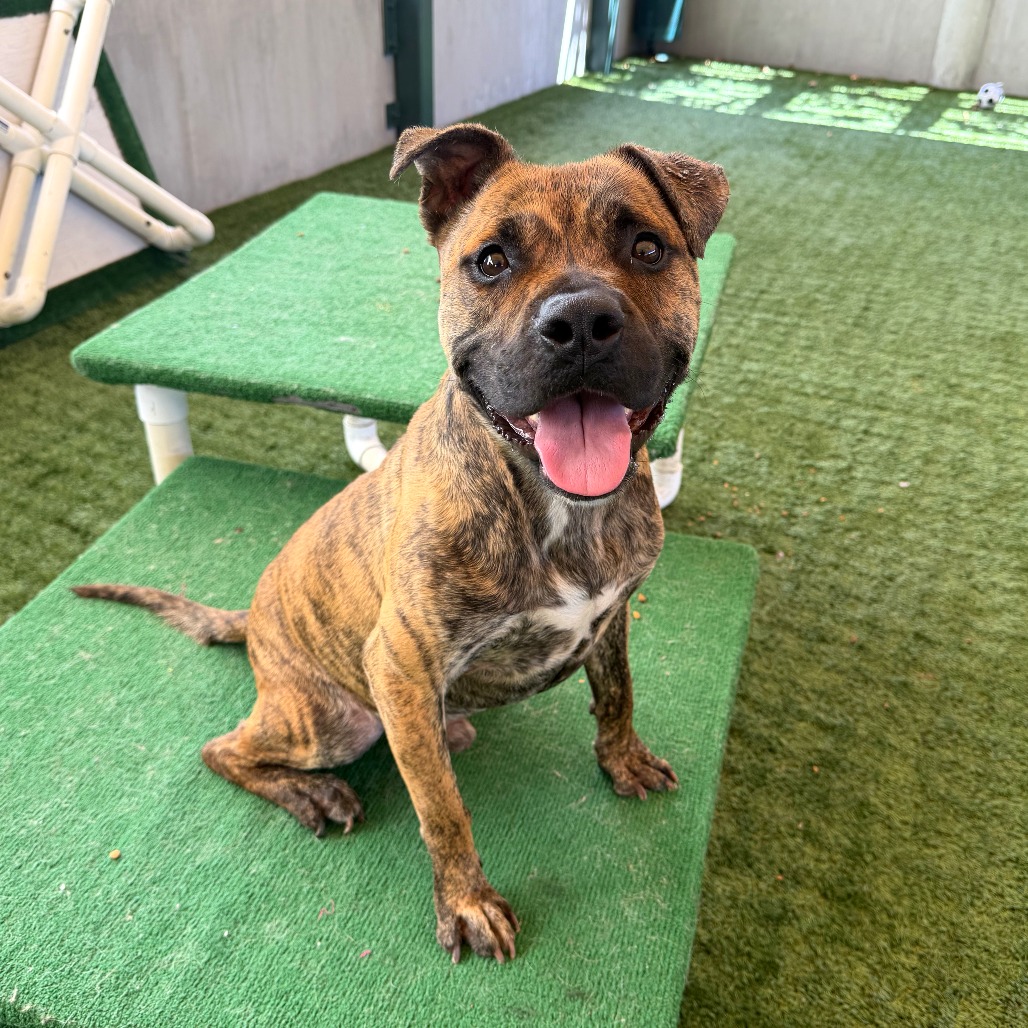 Tyson
