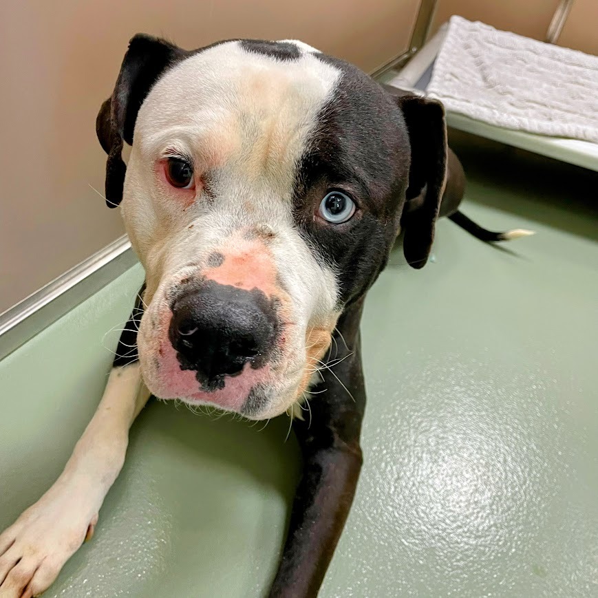 Azraq — thumbnail 2