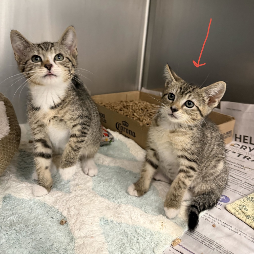 NINA (BONDED TO MILO) - Domestic Shorthair available for adoption