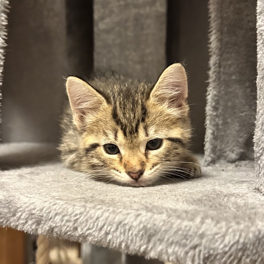 TEXAS TOAST 3 - Domestic Shorthair available for adoption