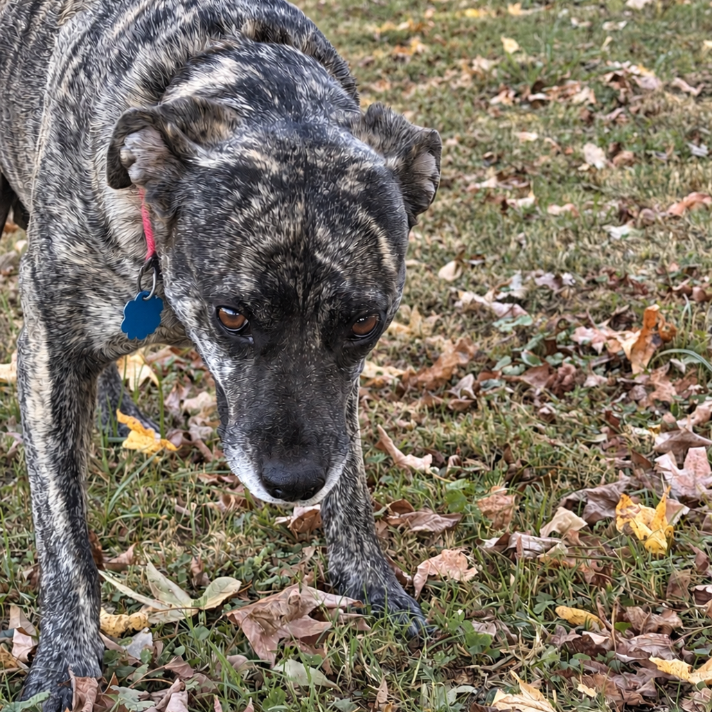 Daisy Duke (Formerly Phoebe), photo 7