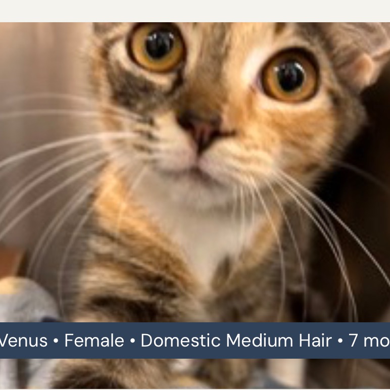 VENUS - Domestic Shorthair / Mix available for adoption