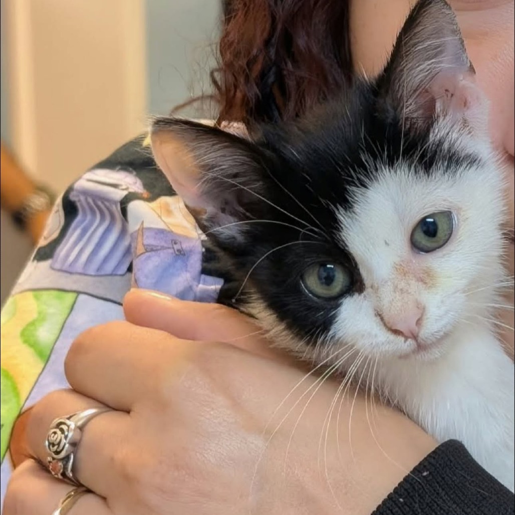 ANGEL - Domestic Shorthair available for adoption