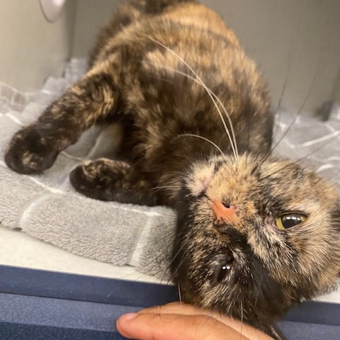 Lady Bug — thumbnail 2