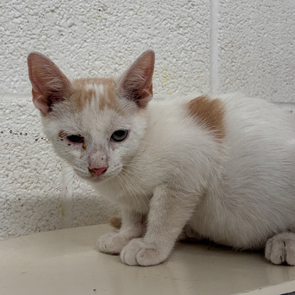 Photo of Jo, available for adoption at PVAS