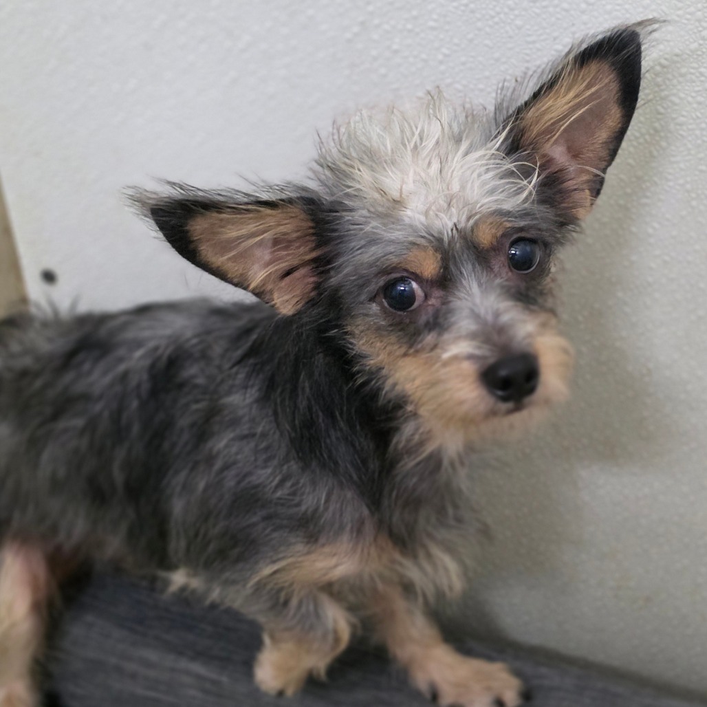 Vlad - Chino Hills Location, photo 2