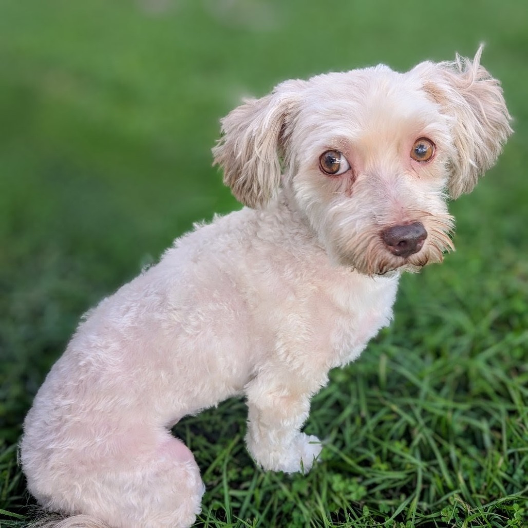 Camo Rescue Caroline is available for adoption at CAMO Rescue