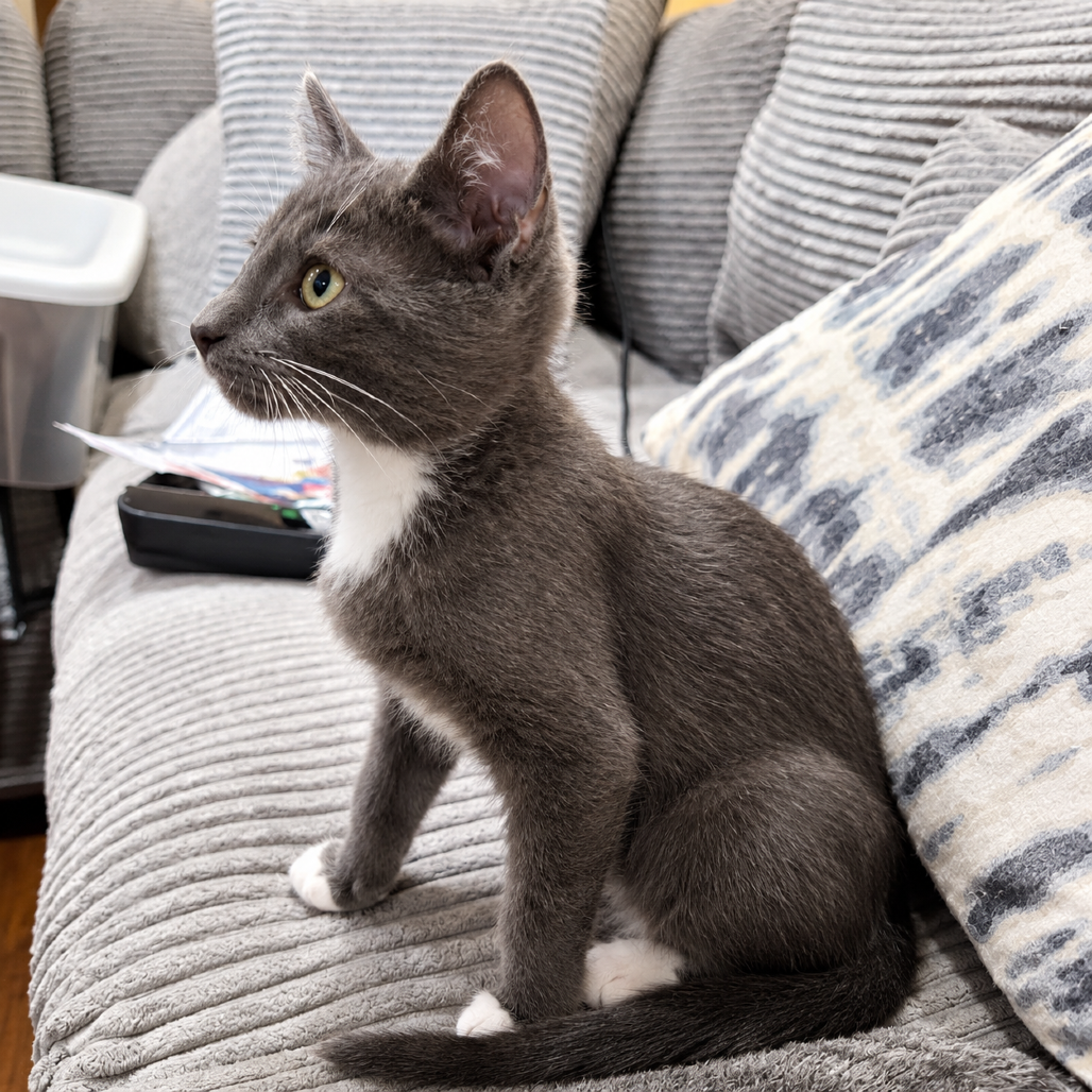 Carter (k2026), photo 4