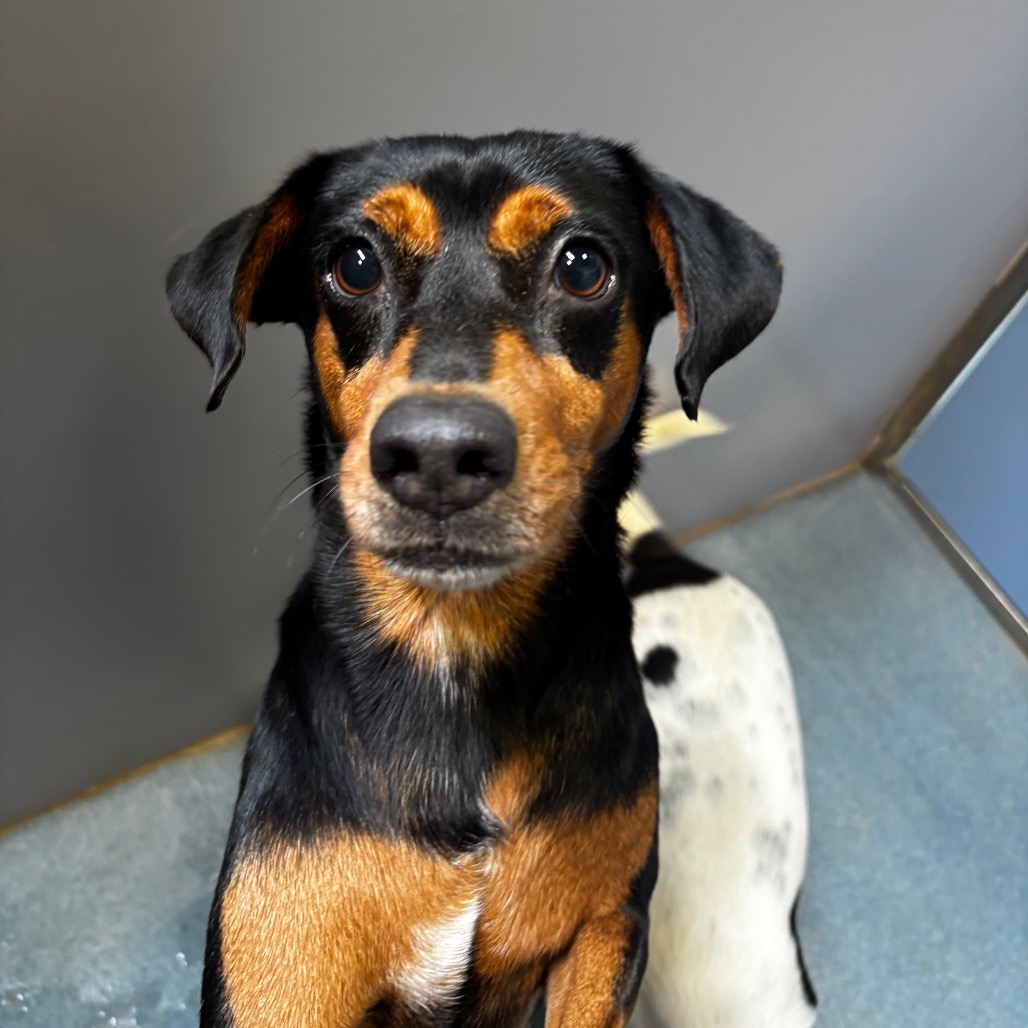 Jordan, available for adoption at PVAS