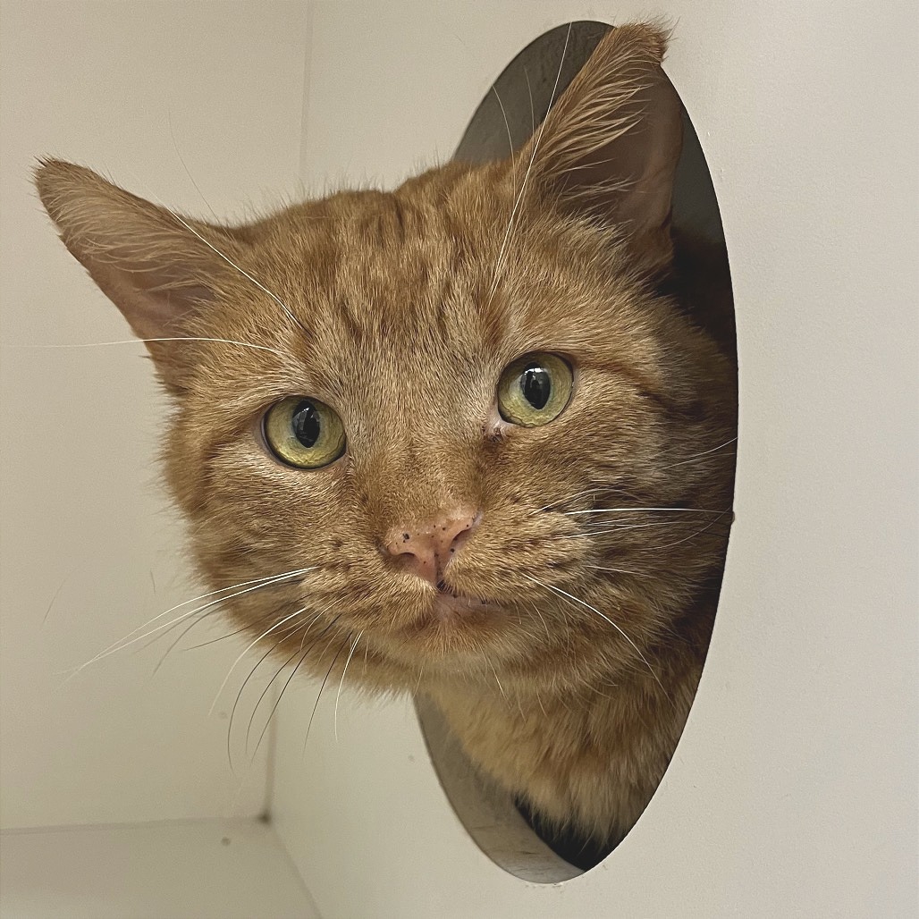 Dusty — thumbnail 2