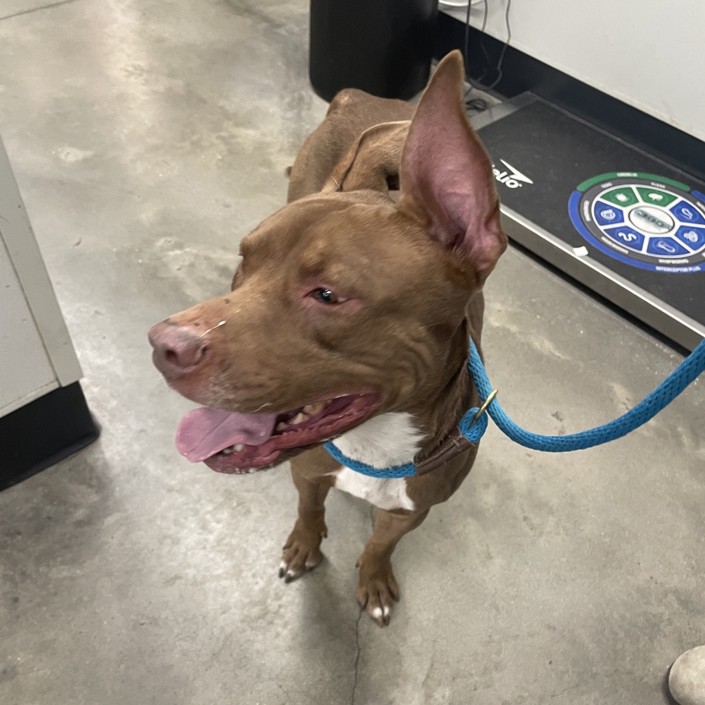 Bear — thumbnail 3