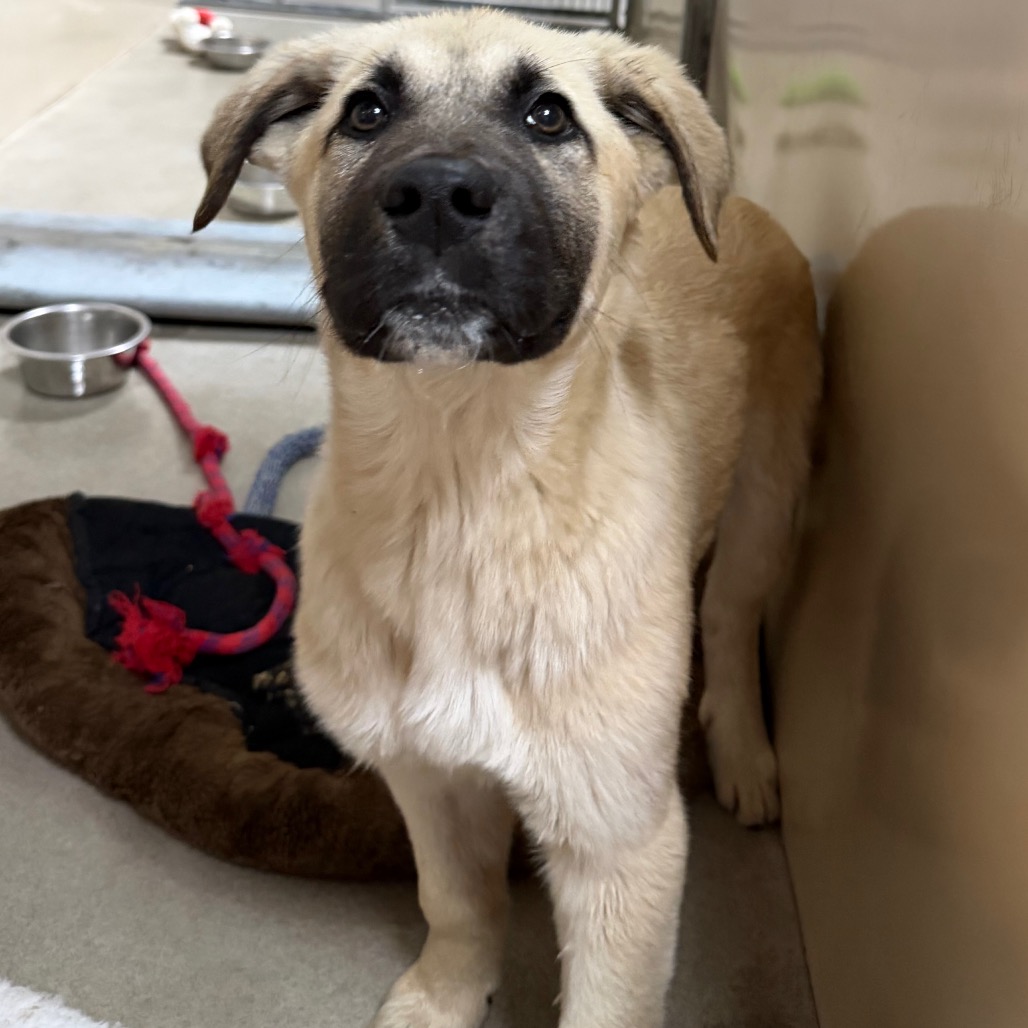 Kennel#29a's preview photo