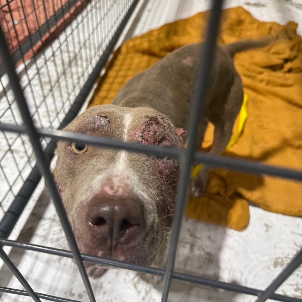 BOO (DOG 3) - Terrier / American Pit Bull available for adoption