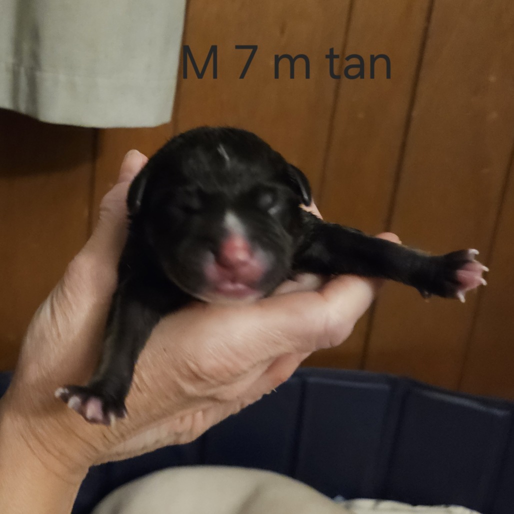 Misty's Pup- Red — thumbnail 2