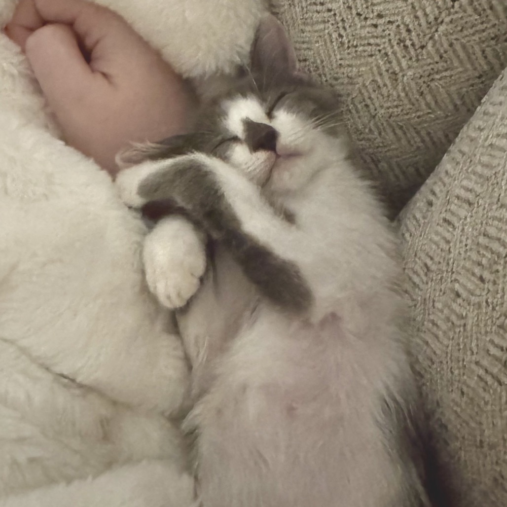 HENLEY - Domestic Shorthair available for adoption