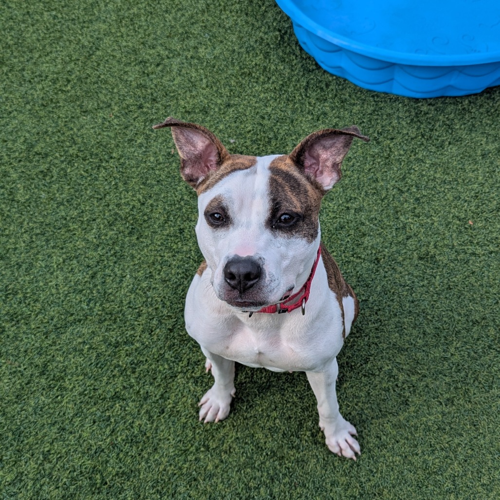 Photo of Bombyx Mori 11