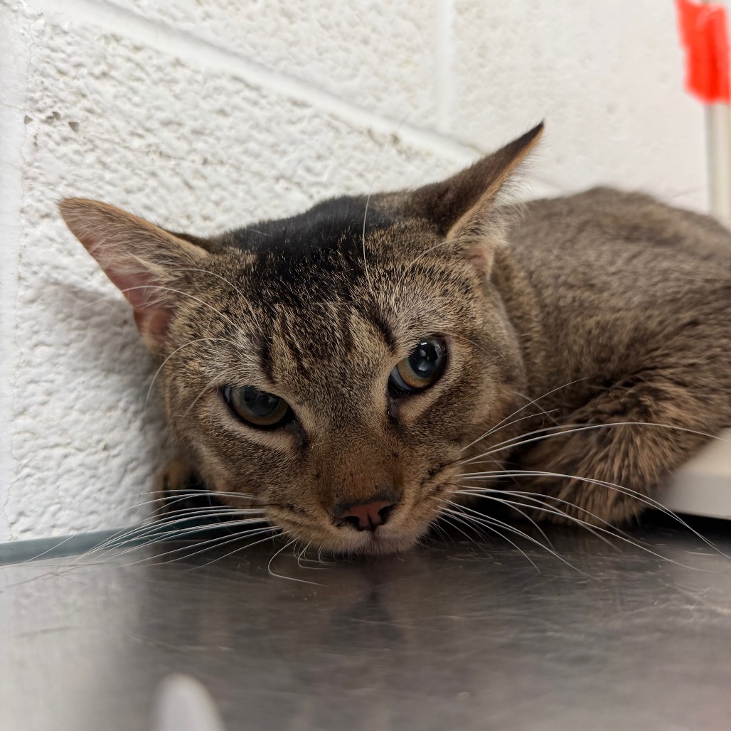 BENEDICT - Domestic Shorthair available for adoption