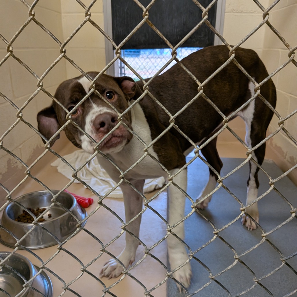 Reese — thumbnail 2