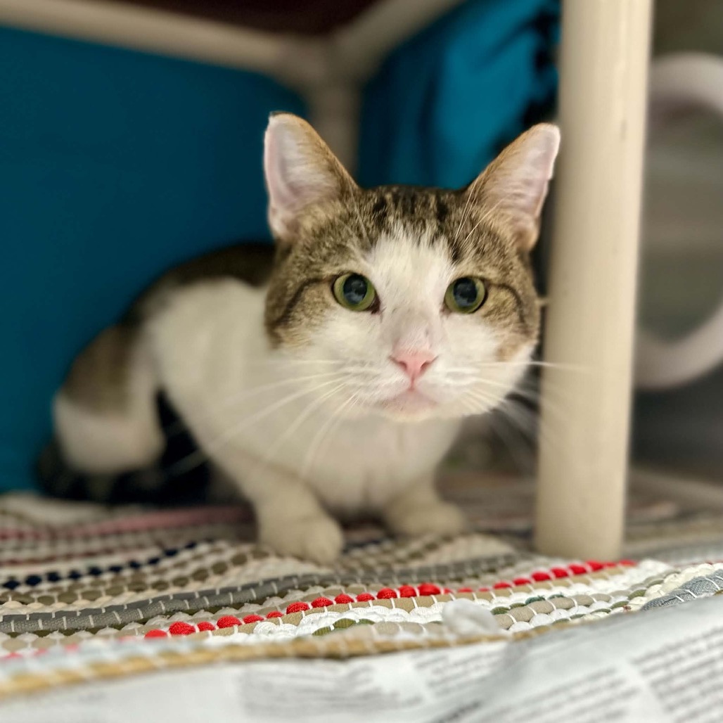 MR. MEOWGI - Domestic Shorthair available for adoption