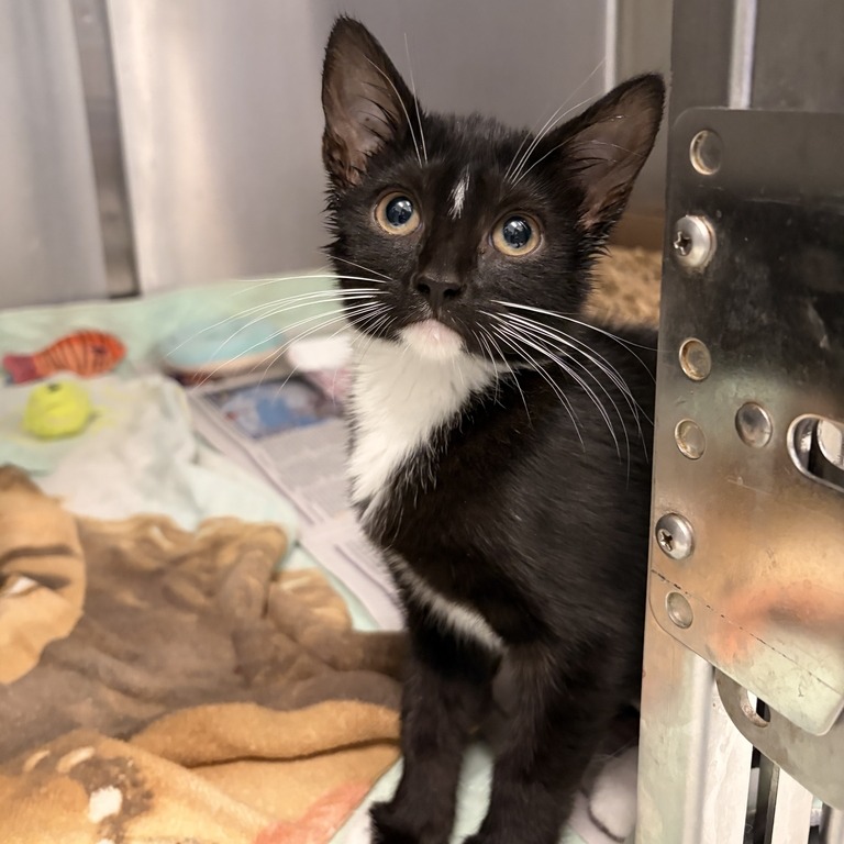 TATER TOT (NO COLLAR) - Domestic Shorthair available for adoption