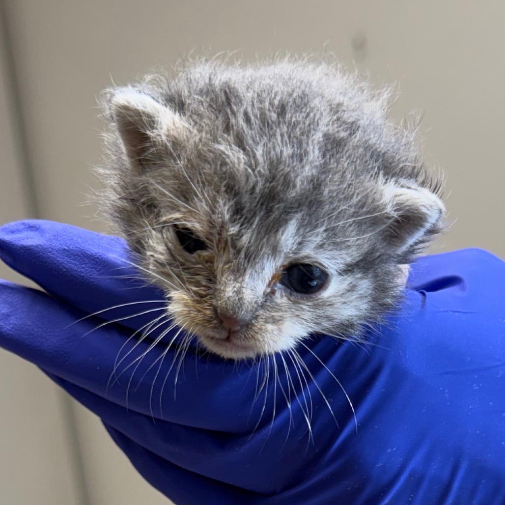 Tusc Stray 83785 2 3