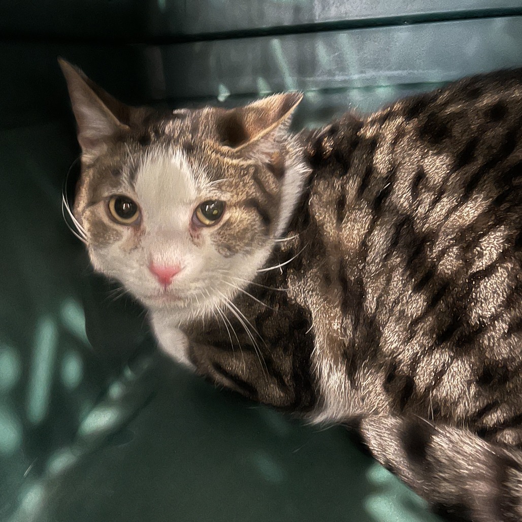 Carmie — thumbnail 2