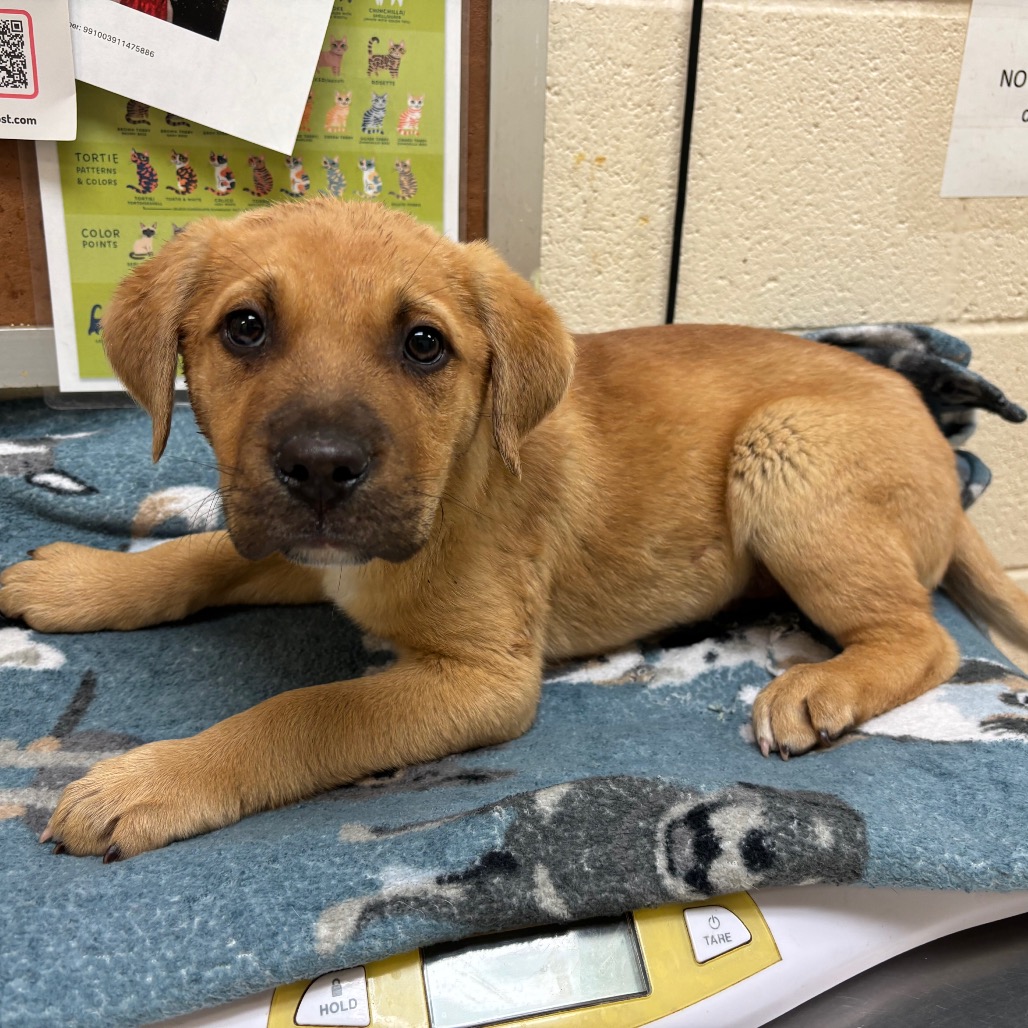 Bogie — thumbnail 2