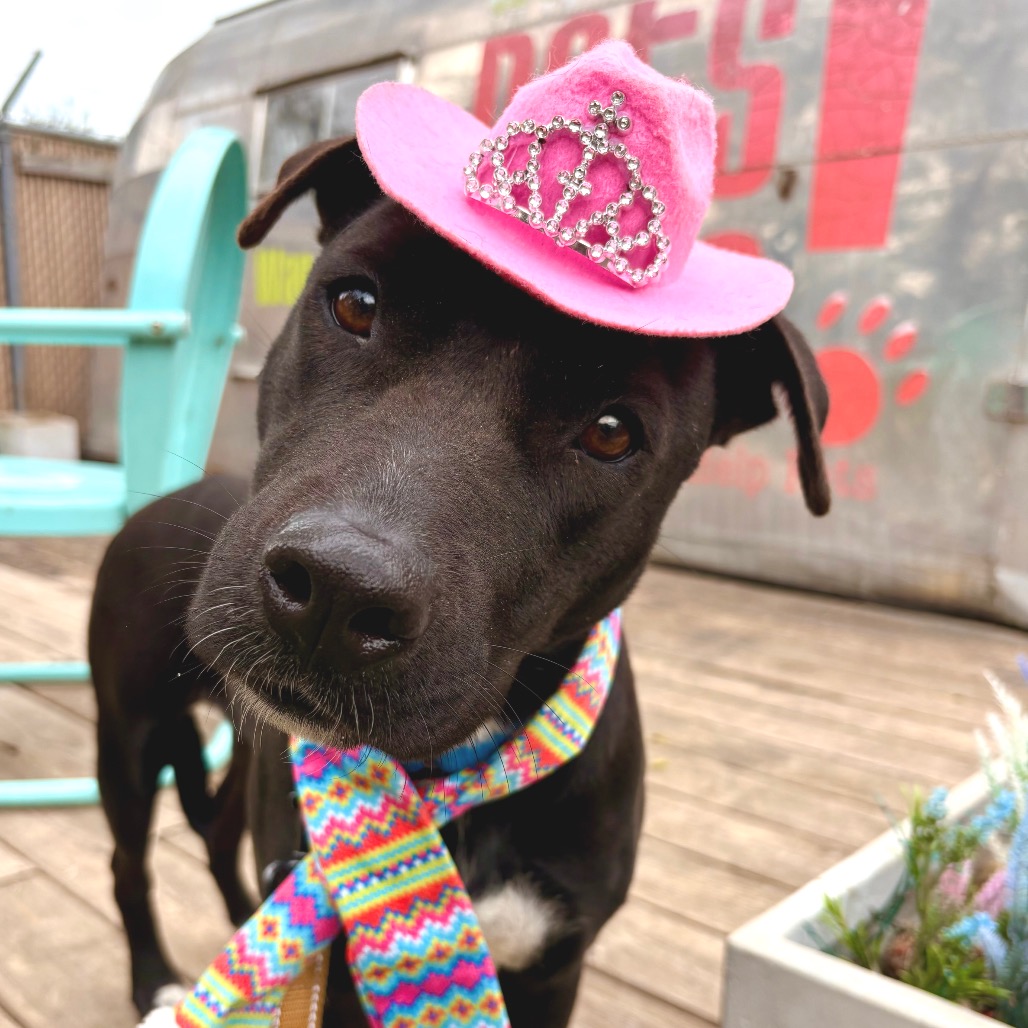 Harper — thumbnail 2