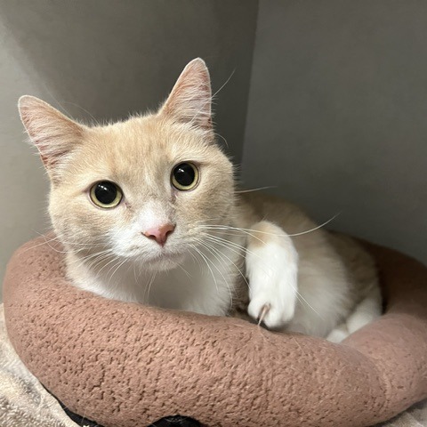 CHANCE - Domestic Shorthair available for adoption
