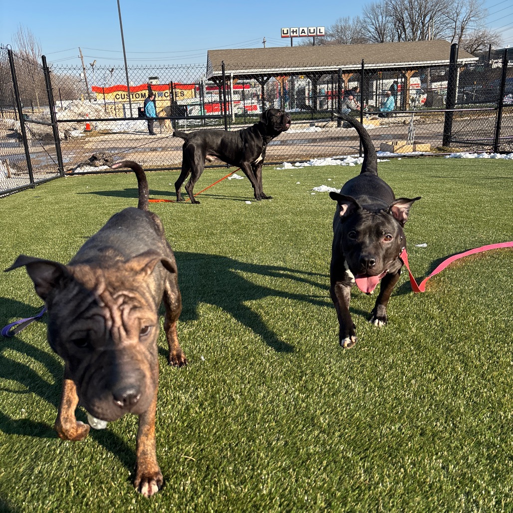 Aliah — thumbnail 3