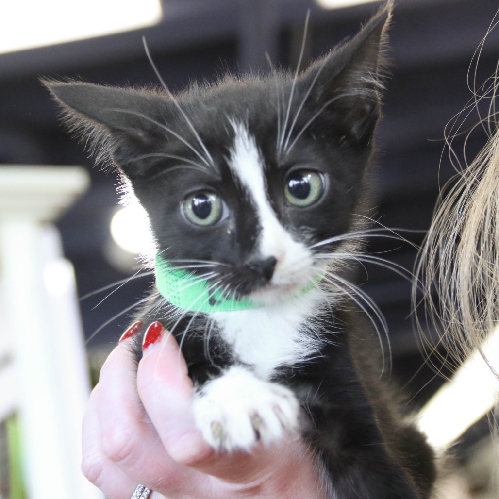 LINK - Domestic Shorthair available for adoption
